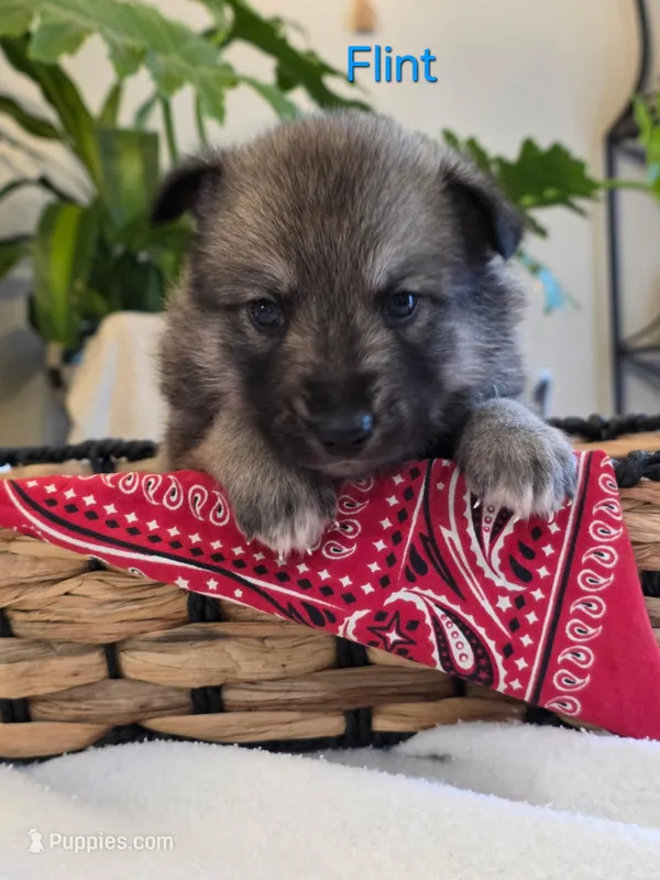 Flint – Siberian Husky, Norwegian Elkhound puppy for sale in Russellville, KY
