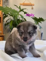 Molly, a female Siberian Husky and Norwegian Elkhound for sale in Russellville, KY – 2 of 3