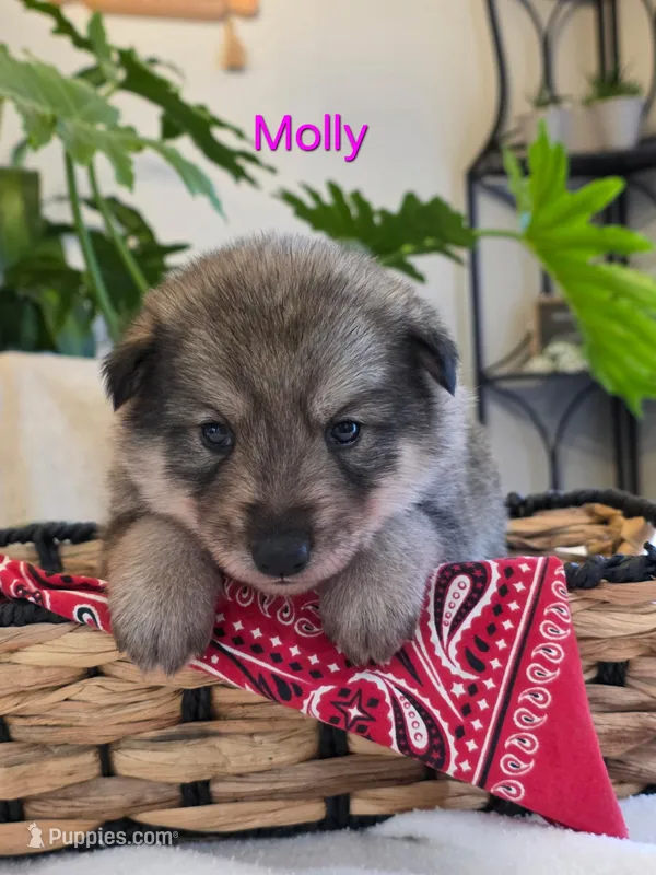 Molly – Siberian Husky, Norwegian Elkhound puppy for sale in Russellville, KY