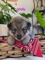 Molly, a female Siberian Husky and Norwegian Elkhound for sale in Russellville, KY – 1 of 3
