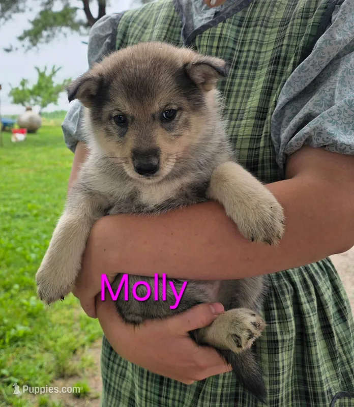 Molly – Siberian Husky, Norwegian Elkhound puppy for sale in Russellville, KY