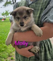 Molly, a female Siberian Husky and Norwegian Elkhound for sale in Russellville, KY – 1 of 1