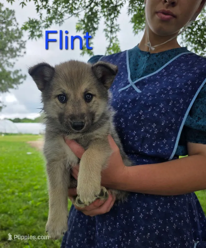 Flint – Siberian Husky, Norwegian Elkhound puppy for sale in Russellville, KY