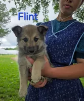 Flint, a male Siberian Husky and Norwegian Elkhound for sale in Russellville, KY – 1 of 1