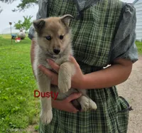 Dusty, a male Siberian Husky and Norwegian Elkhound for sale in Russellville, KY – 1 of 1