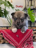 Dusty, a male Siberian Husky and Norwegian Elkhound for sale in Russellville, KY – 1 of 2