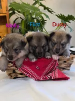 Dusty, a male Siberian Husky and Norwegian Elkhound for sale in Russellville, KY – 2 of 2