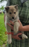 Dusty, a male Siberian Husky and Norwegian Elkhound for sale in Russellville, KY – 3 of 3