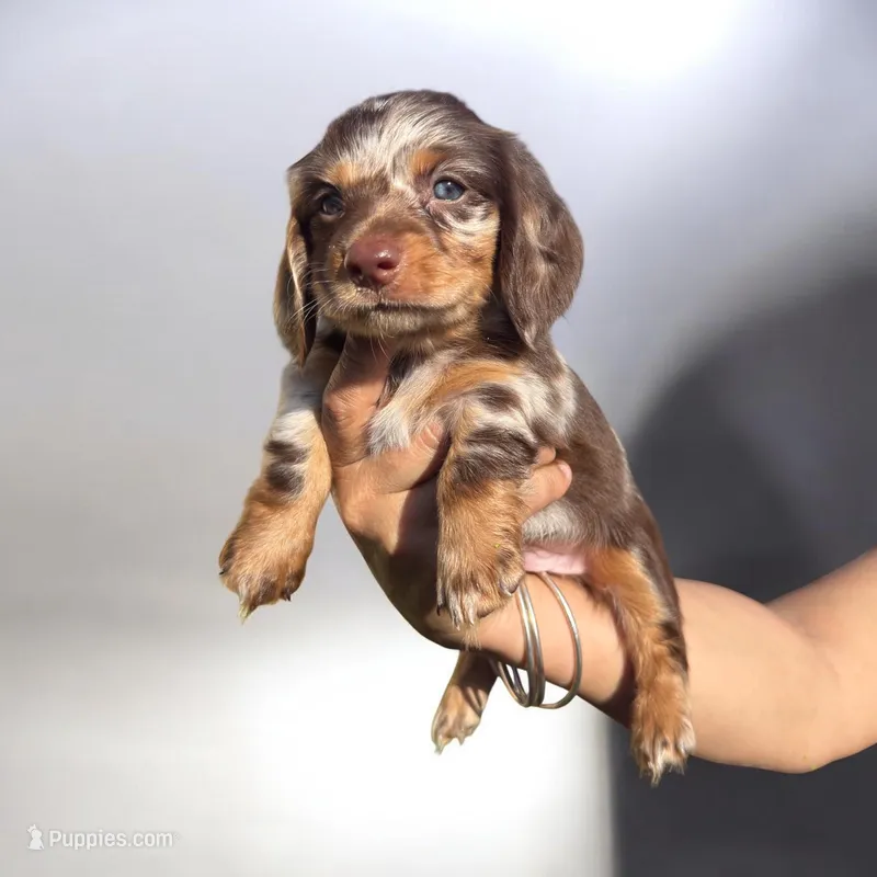 Coco – Dachshund puppy for sale in Davie, FL