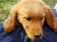 Daisy, a female Golden Retriever for sale in Graham, NC – 1 of 1