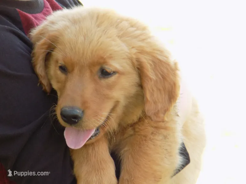 Rose – Golden Retriever puppy for sale in Graham, NC