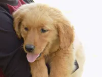 Rose, a female Golden Retriever for sale in Graham, NC – 1 of 2