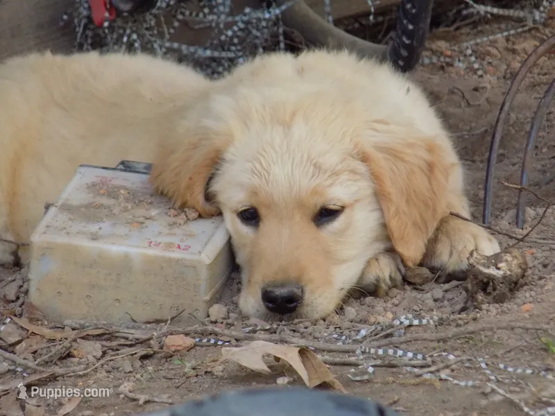 Teddy – Golden Retriever puppy on hold in Graham, NC