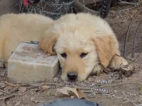 Teddy, a male Golden Retriever for sale in Graham, NC – 1 of 2