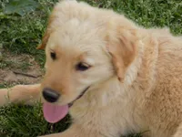 Lily, a female Golden Retriever for sale in Graham, NC – 2 of 2