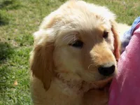 Teddy, a male Golden Retriever for sale in Graham, NC – 2 of 2