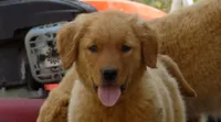 Rose, a female Golden Retriever for sale in Graham, NC – 2 of 2