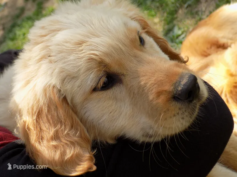 Lily – Golden Retriever puppy for sale in Graham, NC