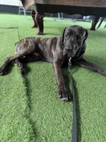 Titan, a male Cane Corso for sale in Tampa, FL – Photo 7 of 9