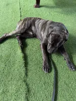 Titan, a male Cane Corso for sale in Tampa, FL – Photo 8 of 9