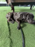 Titan, a male Cane Corso for sale in Tampa, FL – Photo 5 of 9