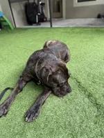 Titan, a male Cane Corso for sale in Tampa, FL – Photo 6 of 9