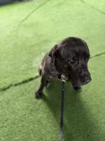 Titan, a male Cane Corso for sale in Tampa, FL – Photo 1 of 9