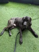 Titan, a male Cane Corso for sale in Tampa, FL – Photo 4 of 9