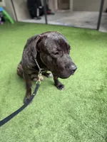 Titan, a male Cane Corso for sale in Tampa, FL – Photo 3 of 9