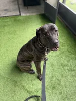 Titan, a male Cane Corso for sale in Tampa, FL – Photo 2 of 9