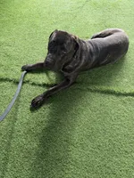 Titan, a male Cane Corso for sale in Tampa, FL – Photo 9 of 9