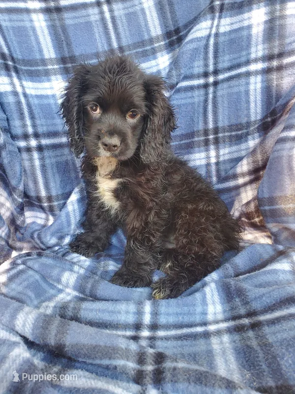 Lady – Cocker Spaniel puppy for sale in New York, NY
