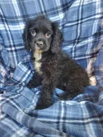 Lady, a female Cocker Spaniel for sale in New York, NY – 2 of 4