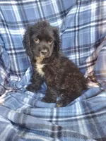 Lady, a female Cocker Spaniel for sale in New York, NY – 4 of 4