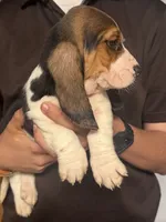 Bruno, a male Basset Hound for sale in Pasadena, TX – 2 of 4