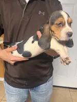 Crystal, a female Basset Hound for sale in Pasadena, TX – 3 of 3