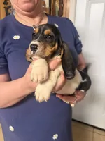 Mia, a female Basset Hound for sale in Pasadena, TX – 1 of 3