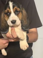 Lizzy, a female Basset Hound for sale in Pasadena, TX – 5 of 7