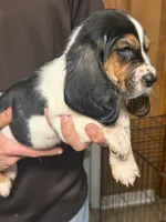 Chris, a male Basset Hound for sale in Pasadena, TX – 3 of 5
