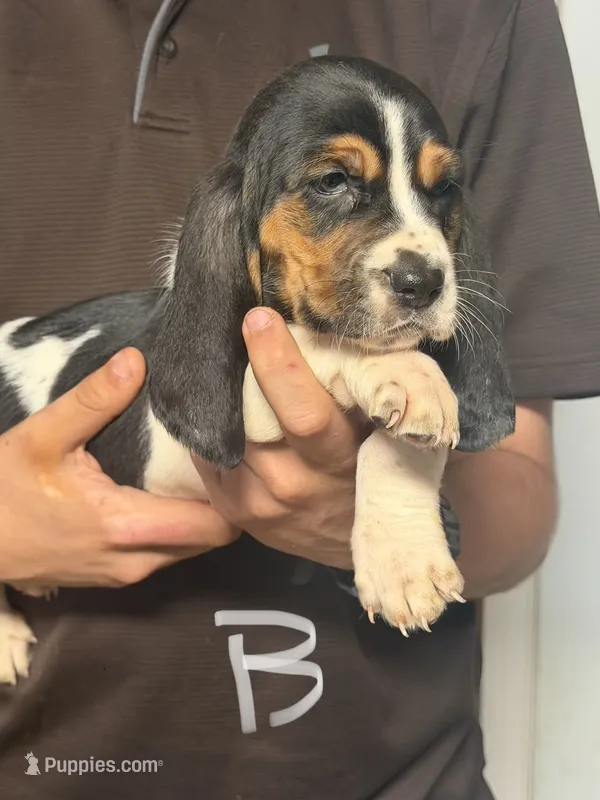 Greg – Basset Hound puppy for sale in Pasadena, TX