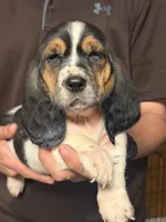 Chris, a male Basset Hound for sale in Pasadena, TX – 5 of 5