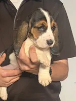 Lizzy, a female Basset Hound for sale in Pasadena, TX – 6 of 7