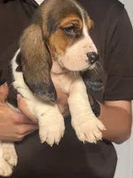 Bruno, a male Basset Hound for sale in Pasadena, TX – 3 of 4