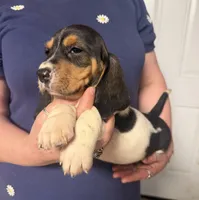 Mia, a female Basset Hound for sale in Pasadena, TX – 3 of 3