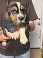 Chris, a male Basset Hound for sale in Pasadena, TX – 2 of 5
