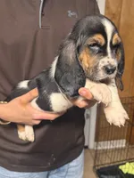 Chris, a male Basset Hound for sale in Pasadena, TX – 4 of 5