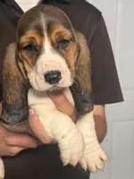 Bruno, a male Basset Hound for sale in Pasadena, TX – 4 of 4