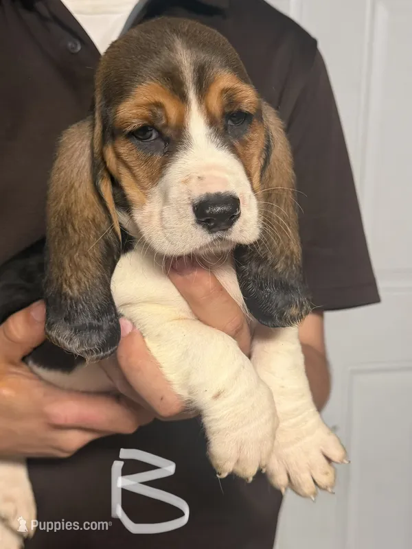 Bruno – Basset Hound puppy for sale in Pasadena, TX