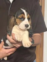 Lizzy, a female Basset Hound for sale in Pasadena, TX – 4 of 7