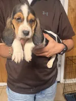 Crystal, a female Basset Hound for sale in Pasadena, TX – 2 of 3